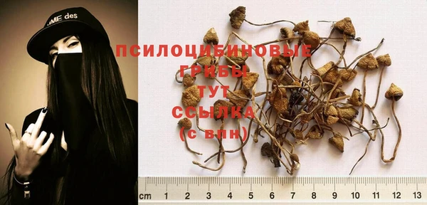 индика Медвежьегорск